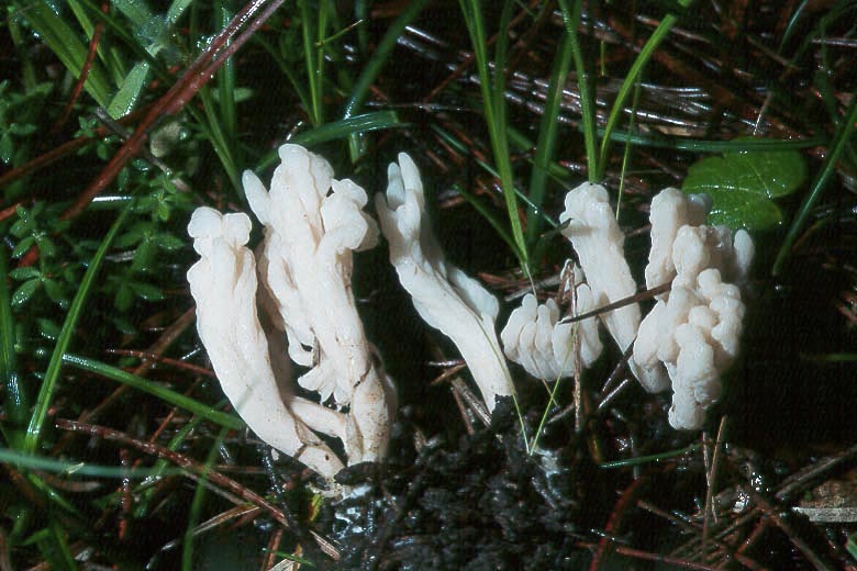 Clavulina rugosa